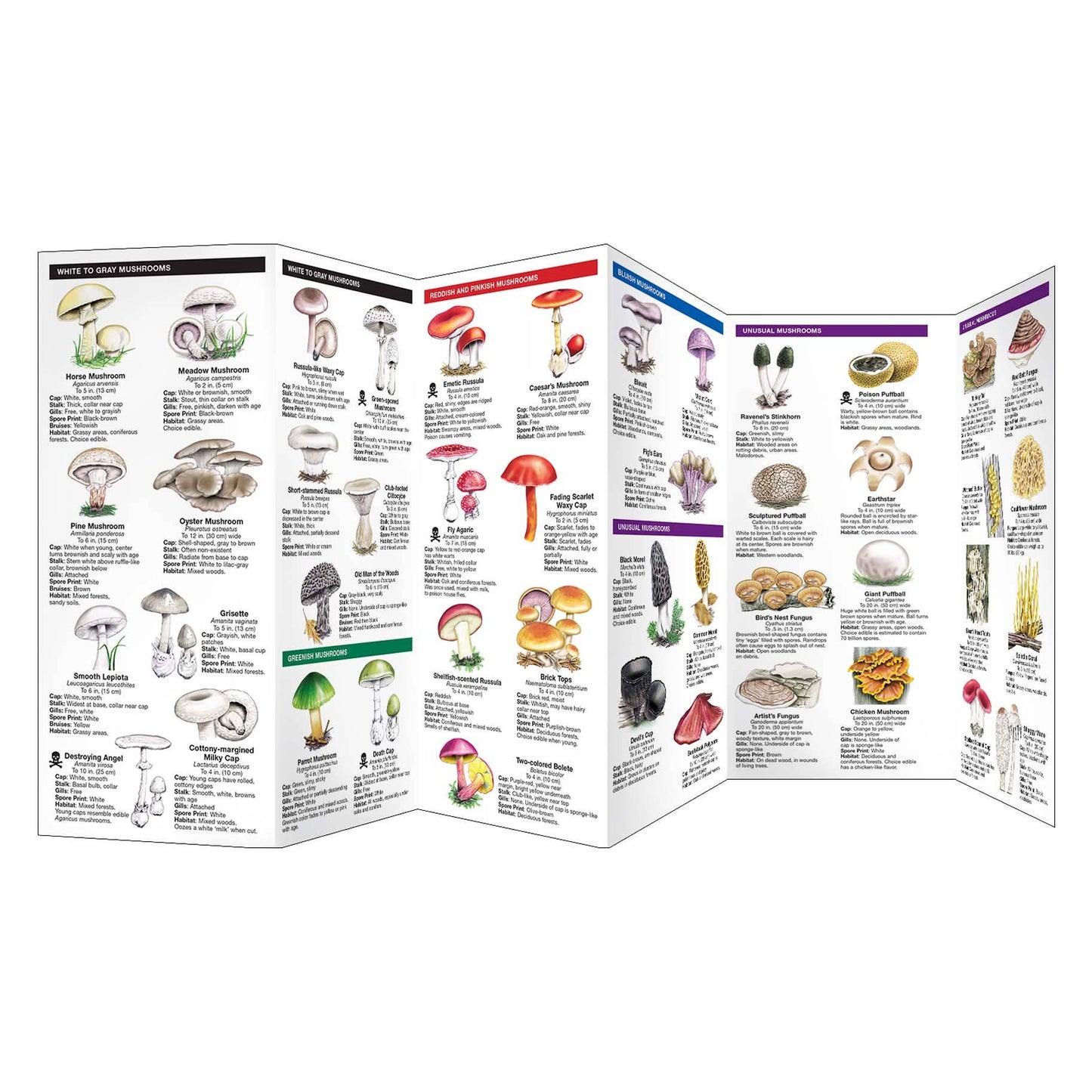 Mushrooms Field Guide