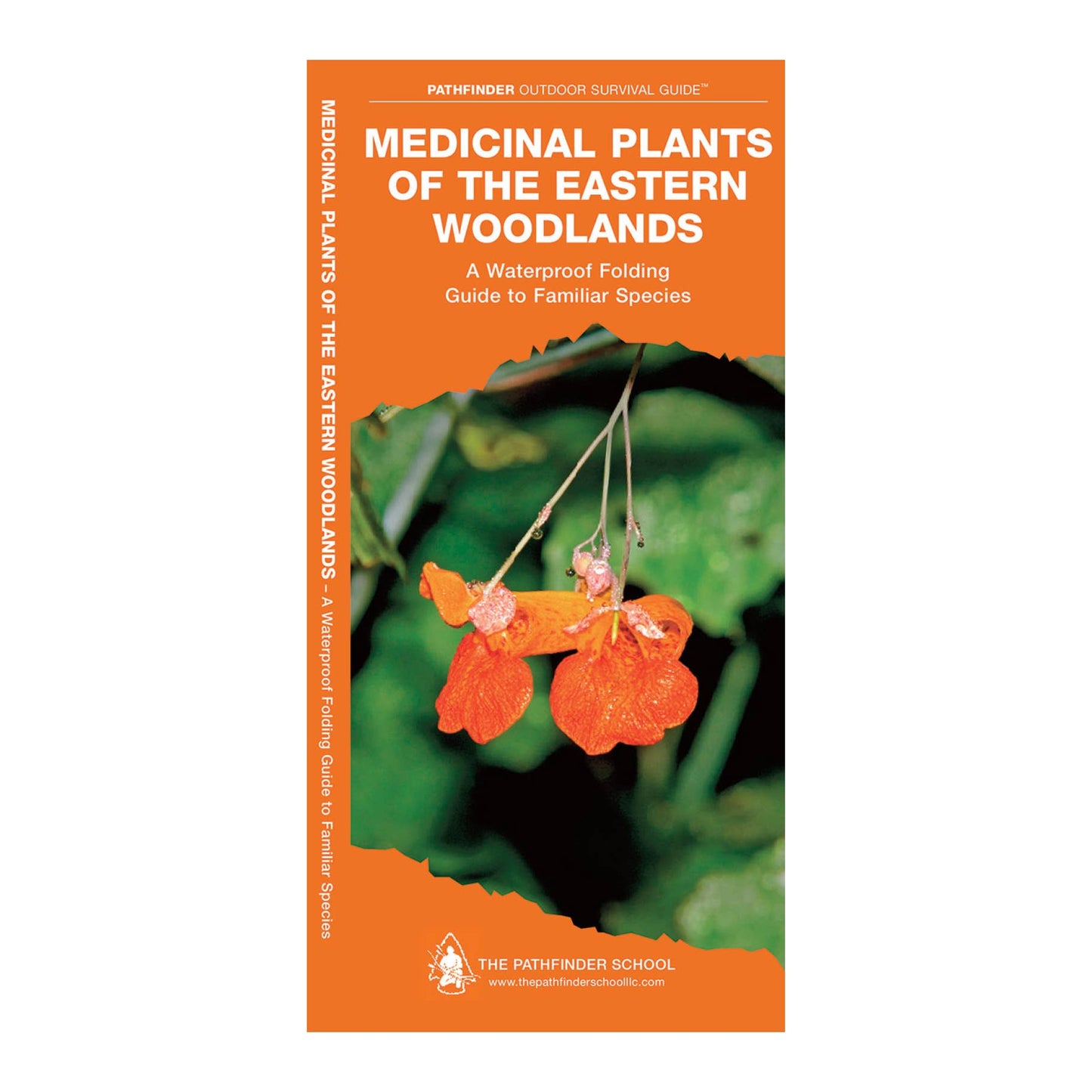 Medicinal Plants of the Eastern Woodlands Field Guide