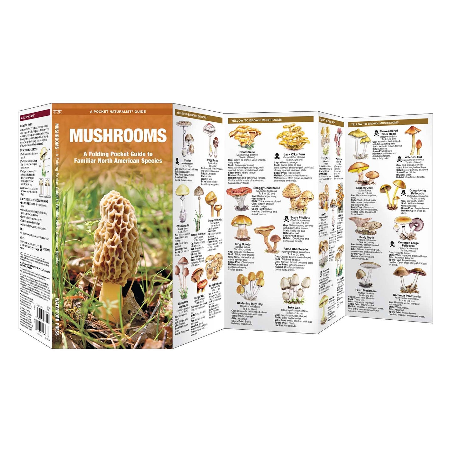 Mushrooms Field Guide