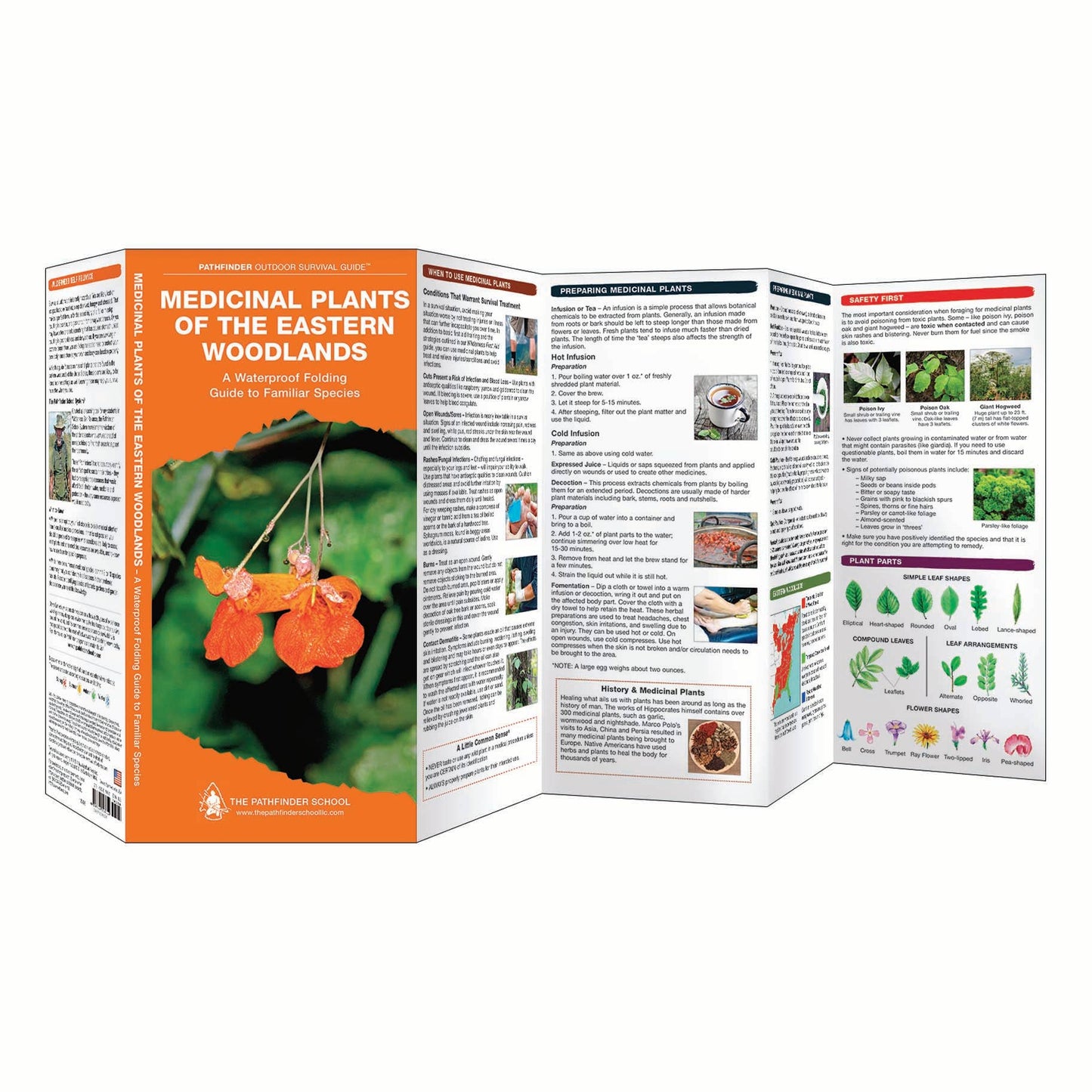 Medicinal Plants of the Eastern Woodlands Field Guide