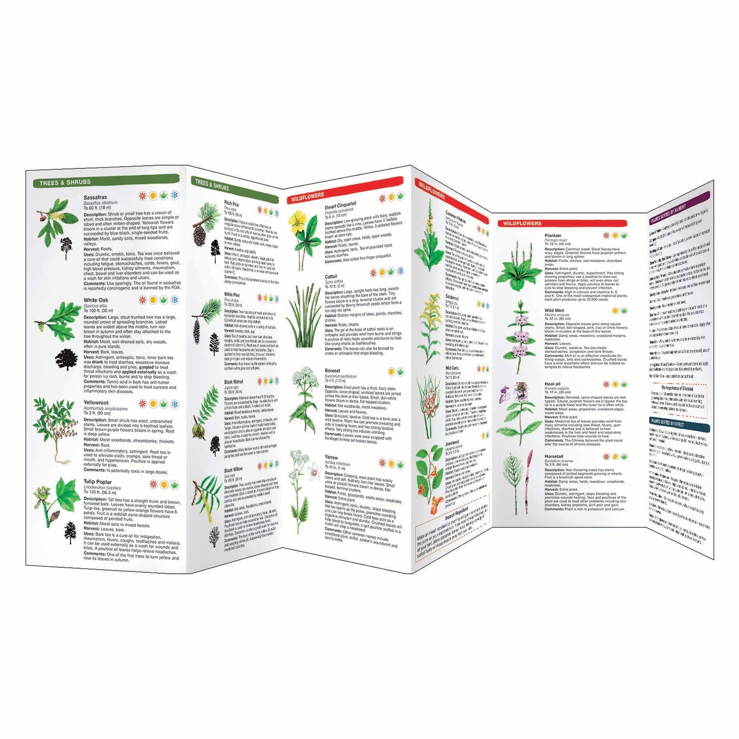 Medicinal Plants of the Eastern Woodlands Field Guide