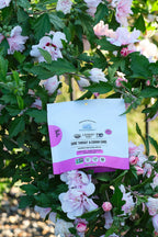 Mommabear Honey Elderberry Throat Cough Lollipops(5ct)