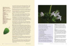 Herbalist's Bible by Julie Bruton-Seal