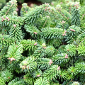 Processing Balsam Fir at The Herb Shop February 28th Saturday or Sunday March 1st