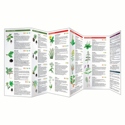 Medicinal Plants of the Eastern Woodlands Field Guide